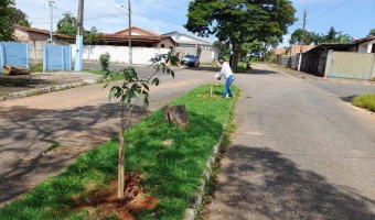 arborizacao (2).jpg